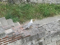 DSCF3280